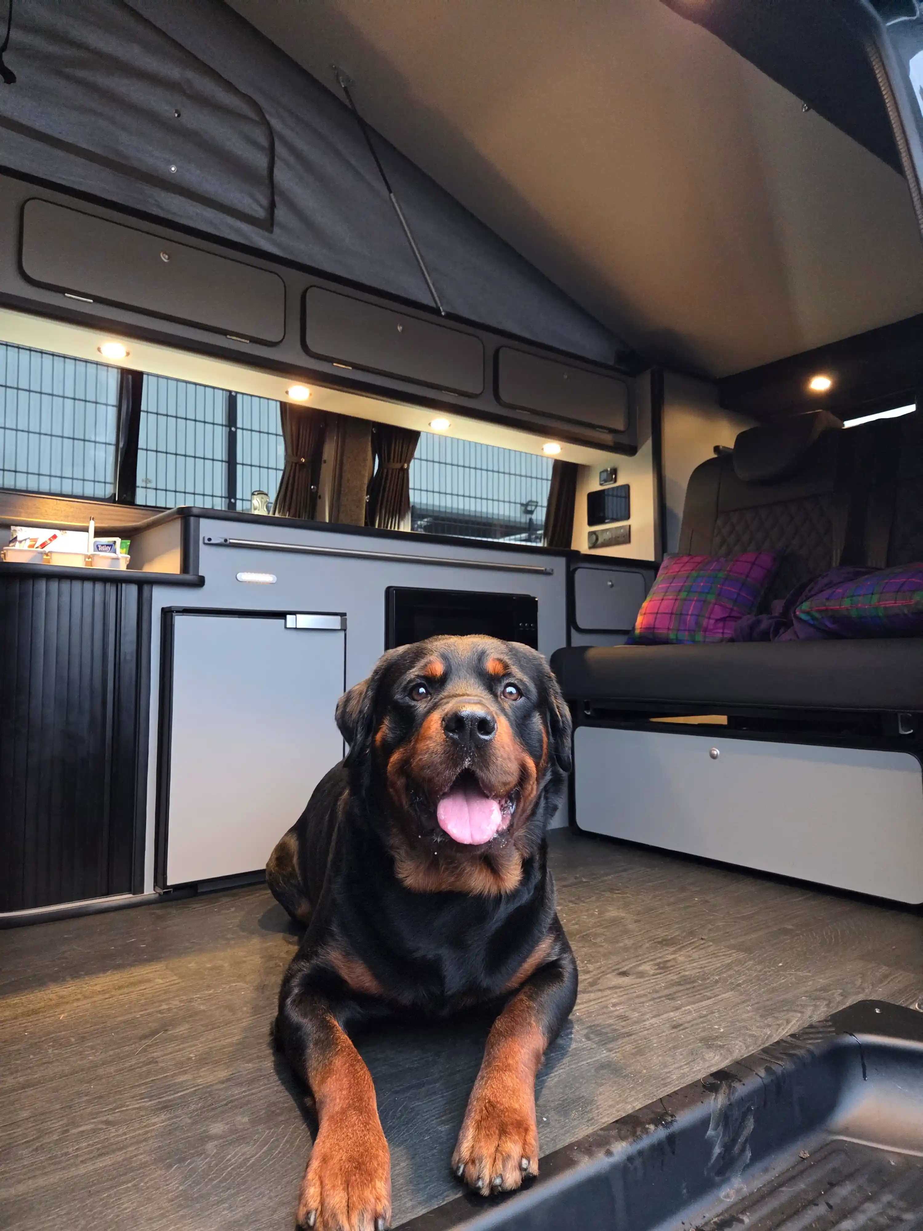 Dog adventure